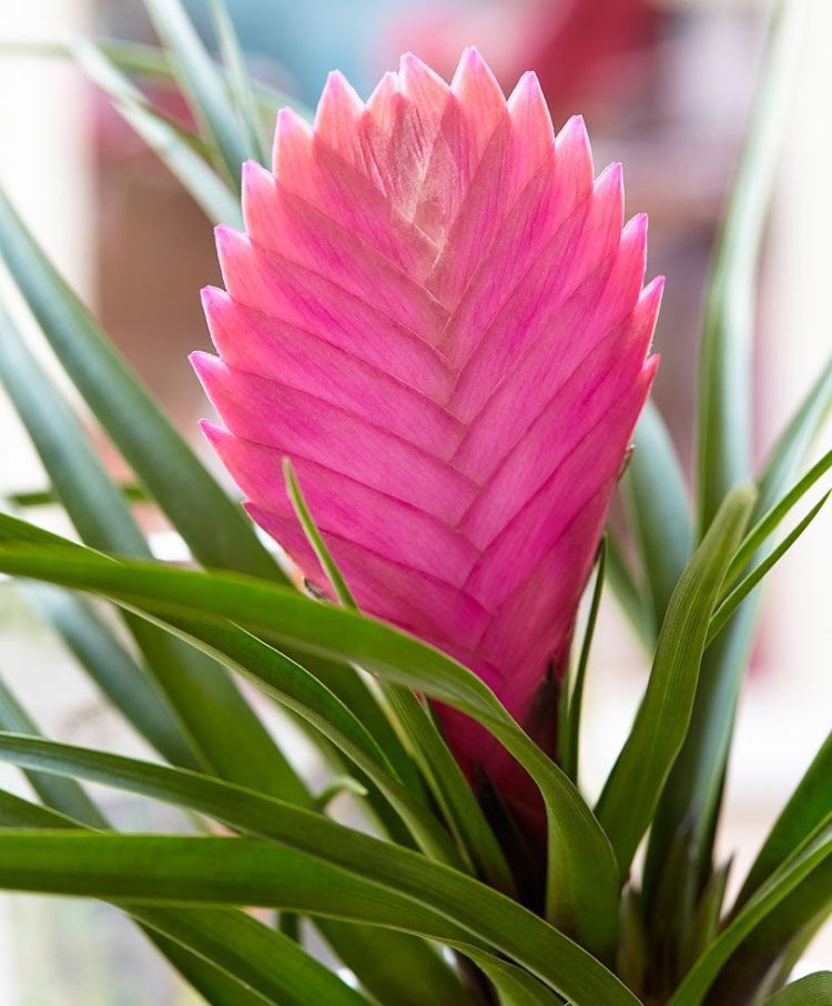 Pink Quill Plant 