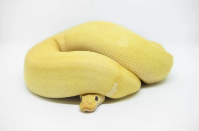 Stress In Ball Pythons And How To Prevent It