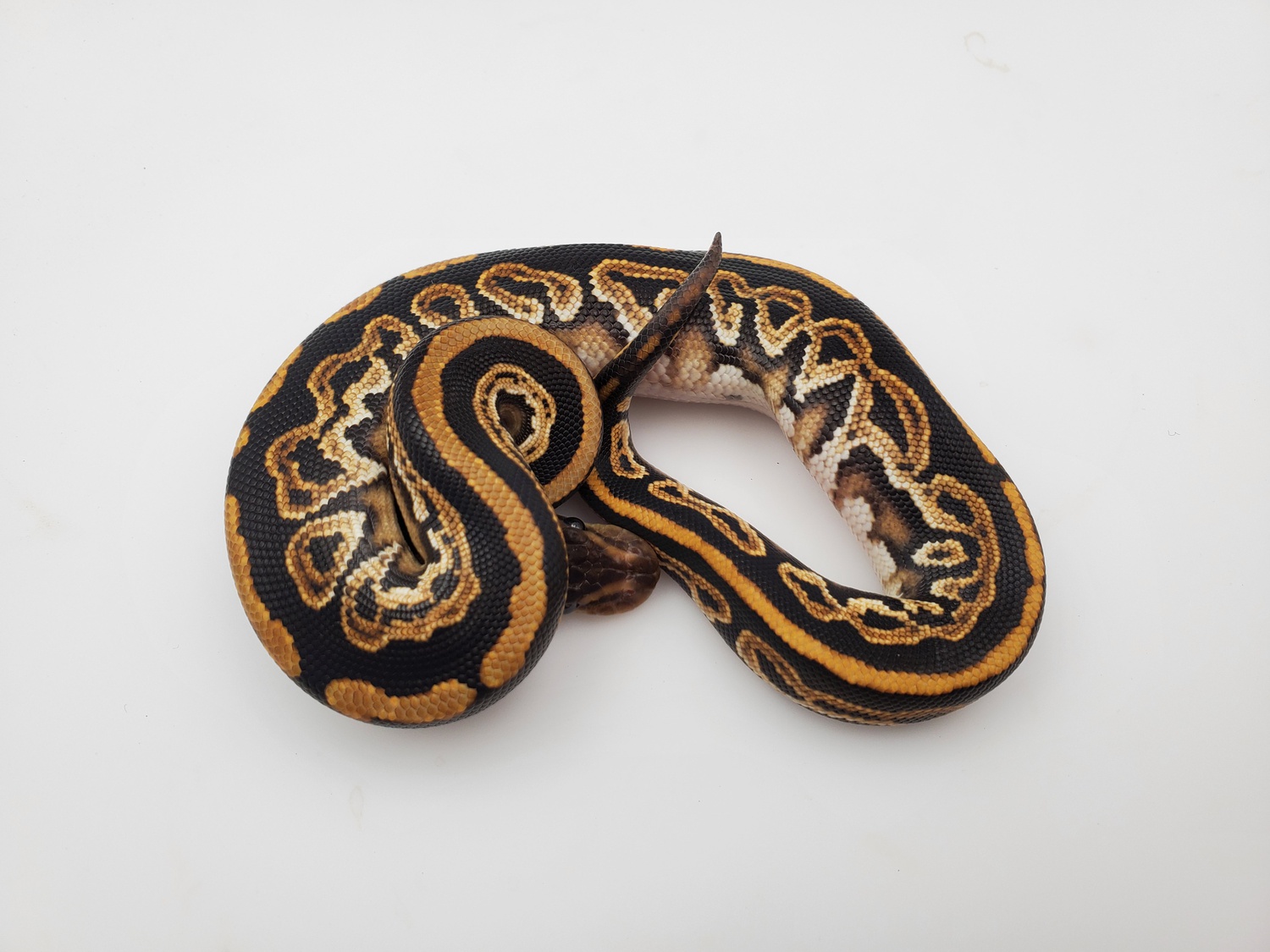 Stress In Ball Pythons-How To Prevent | MyPetCareJoy