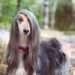 Stripping Knife For Afghan Hound