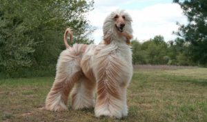 Tips For Taking Care Of The Afghan-Hound