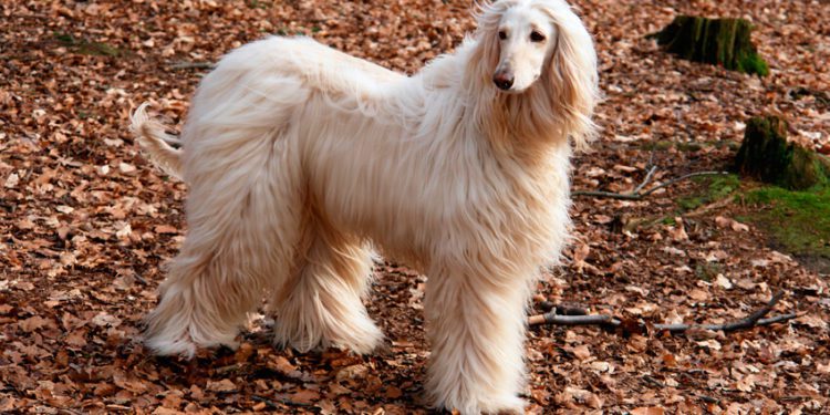 Tips For Taking Care Of The Afghan Hound