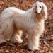 Tips For Taking Care Of The Afghan Hound