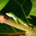What Can Live With Green Anole