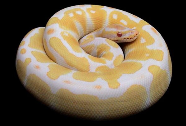Ball Python Striking At Glass | MyPetCareJoy