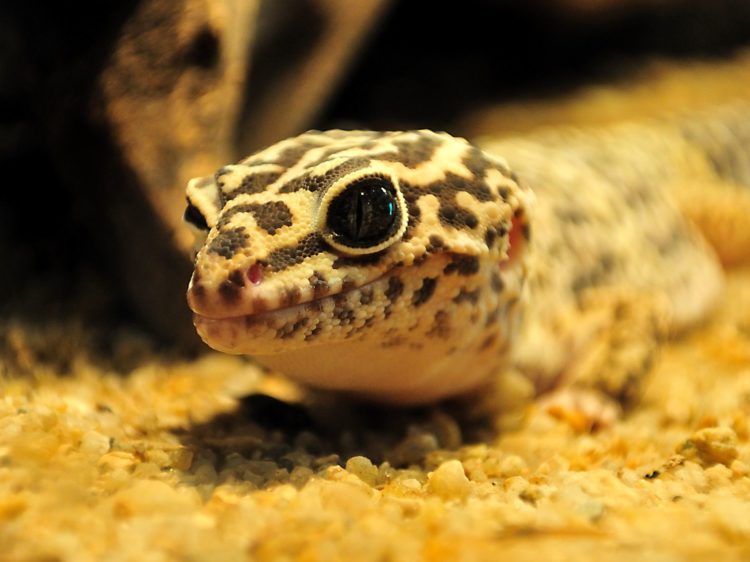 Why Is My Leopard Gecko Squeaking? | MyPetCareJoy