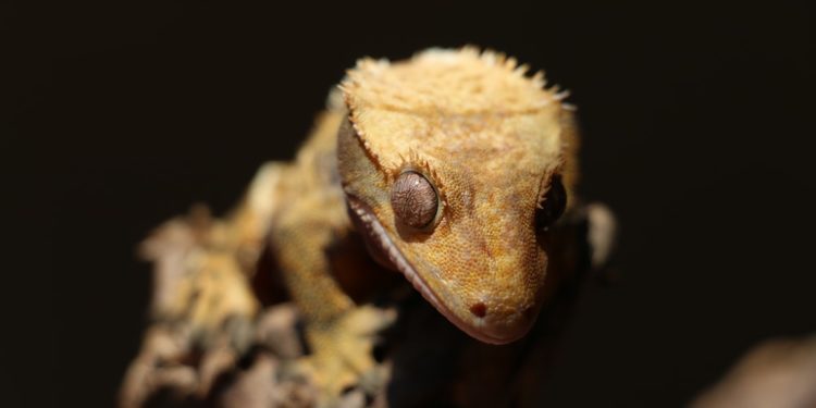 Why My Crested Gecko Sleeping A Lot