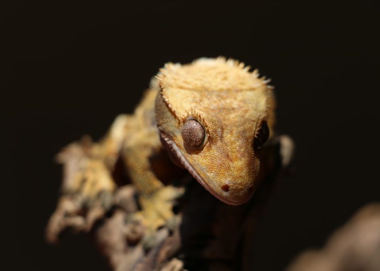 Best Isopods For Crested Geckos MyPetCareJoy