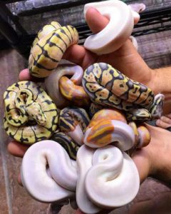 Why the lesser ball python is so popular among breeders