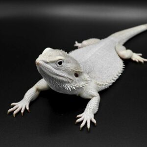 Zero Bearded Dragon