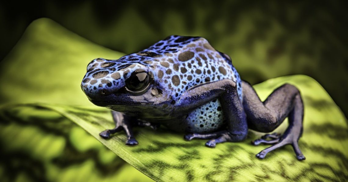 Can Crested Geckos Live With Poison Dart Frogs? MyPetCareJoy