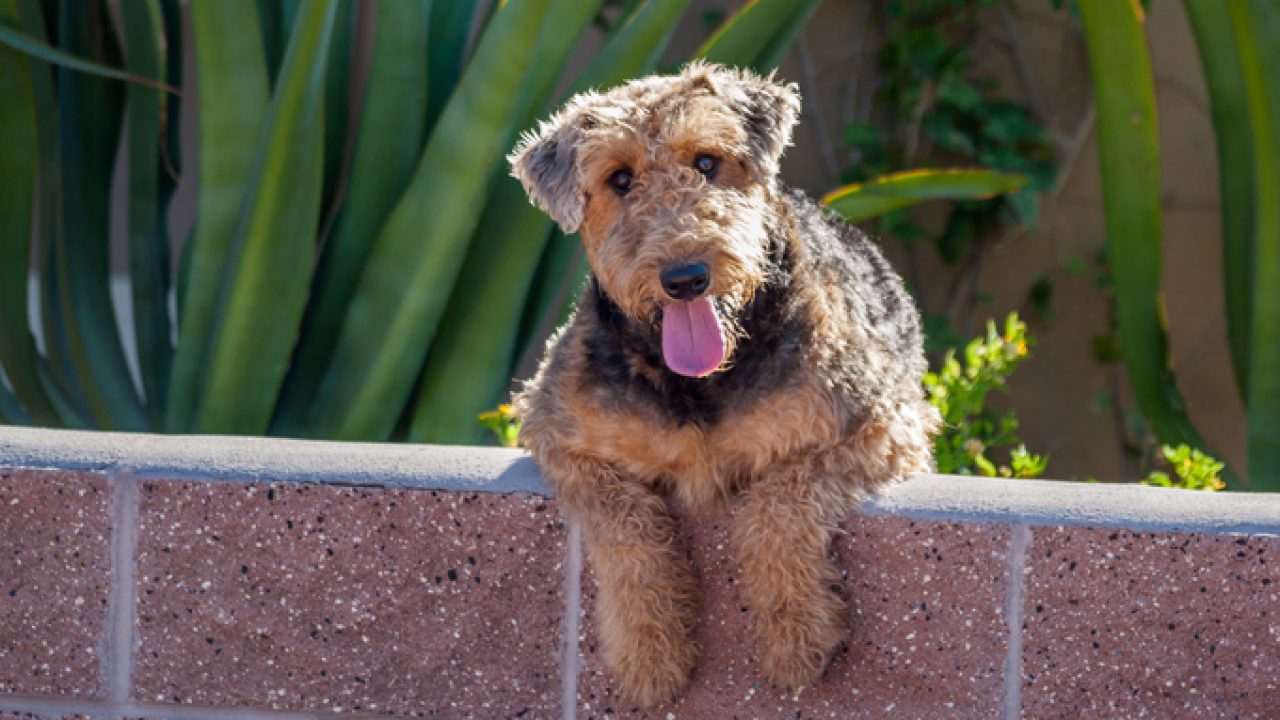 Airedale Terrier Everything You Need To Know 1 