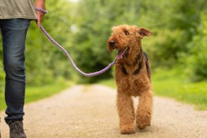 Airedale-Terrier-Everything You Need To Know