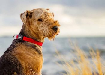 Airedale Terrier: Everything You Need To Know
