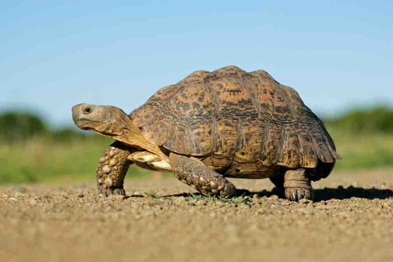 Are Tortoises Good Pets? | MyPetCareJoy