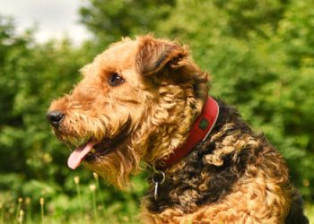 Best Airedale Terrier Collar