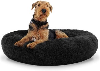 Best Dog Bed For Airedale Terrier