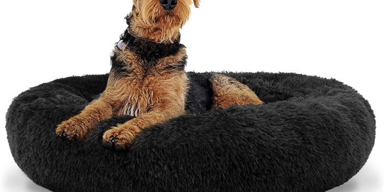 Best Dog Bed For Airedale Terrier