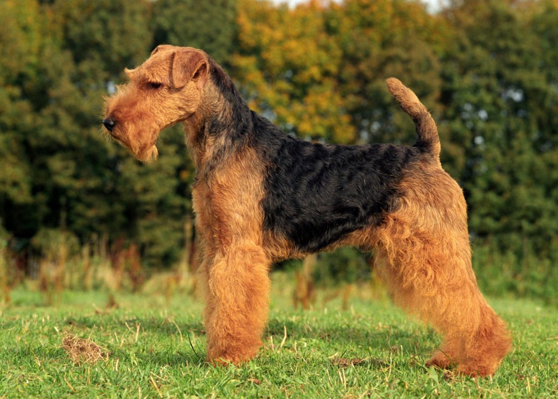 5 Best Dog Harnesses For Airedale Terrier MyPetCareJoy