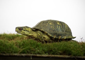 Best Food For Box Turtles