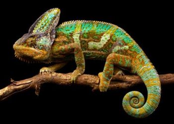 Best Lighting For A Veiled Chameleon