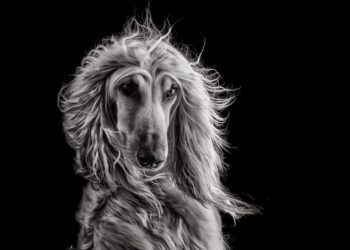 Best Perfumes For Afghan Hound