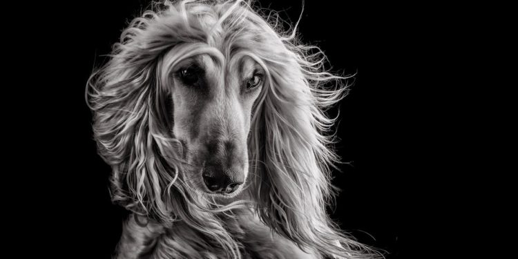 Best Perfumes For Afghan Hound