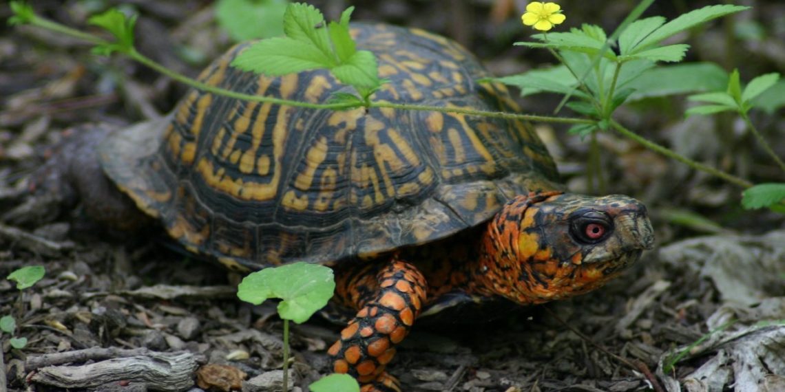 5 Best Substrate For Box Turtle | MyPetCareJoy