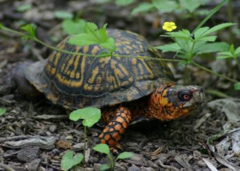 Best Substrate For Box Turtle