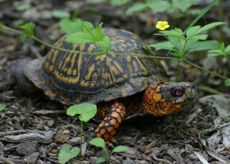 Best Food For Box Turtles MyPetCareJoy
