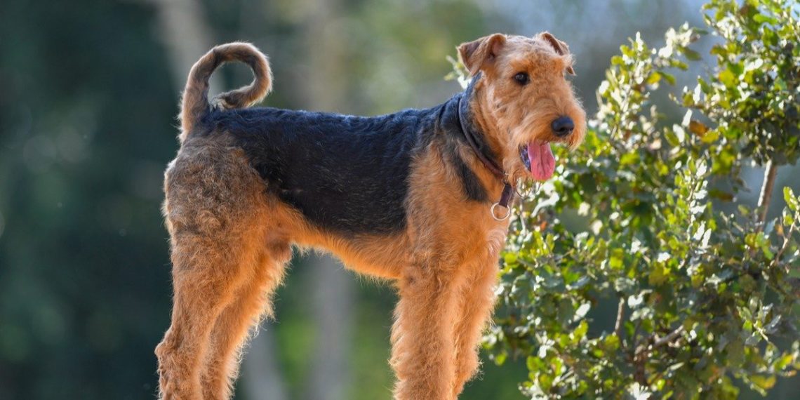 5 Best Training Treats For Airedale Terrier MyPetCareJoy