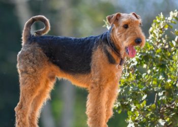 Best Training Treats For Airedale-Terrier