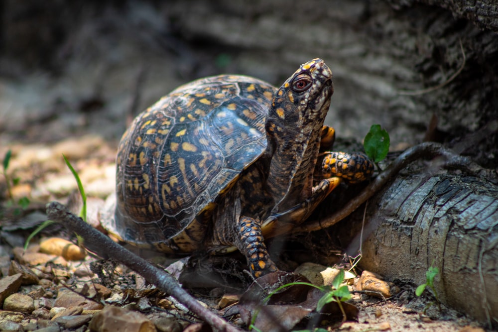 Box Turtle: Everything You Need To Know | MyPetCareJoy