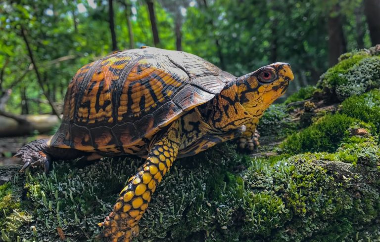 Box Turtle: Everything You Need To Know | MyPetCareJoy