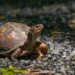 Box Turtle Everything You Need To Know