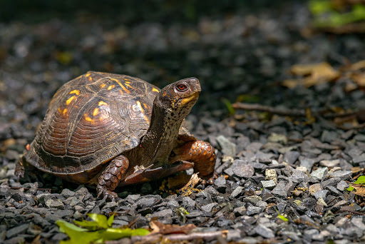 Box Turtle Everything You Need To Know