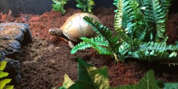 How To Set Up A Box Turtle Tank? | MyPetCareJoy