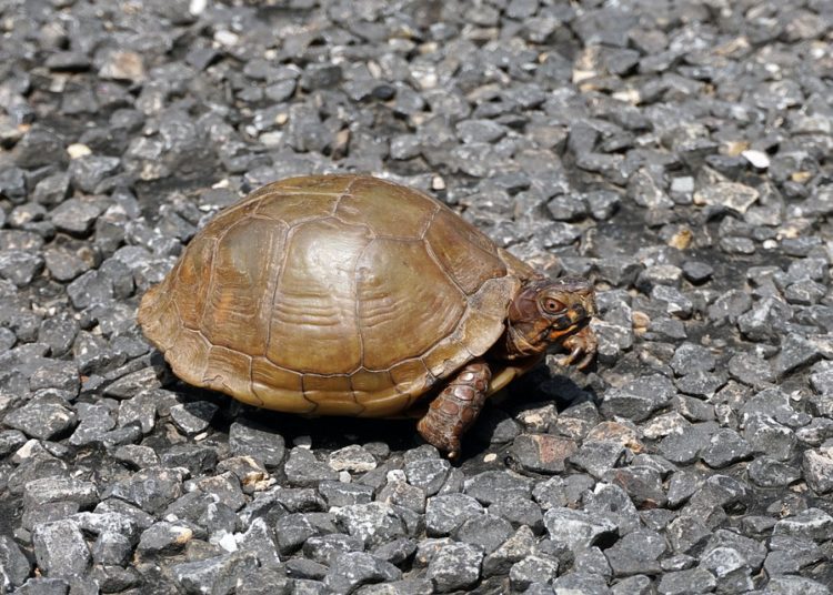 Best Food For Box Turtles MyPetCareJoy