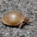 Box Turtles