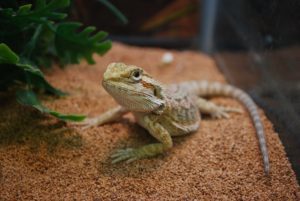 Can Bearded Dragons-Eat-Cauliflower