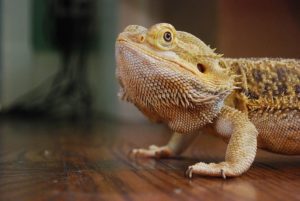 Can Bearded-Dragons-Eat-Cauliflower