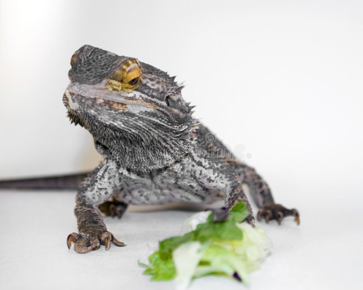 Can Bearded Dragons Eat Lettuce? MyPetCareJoy