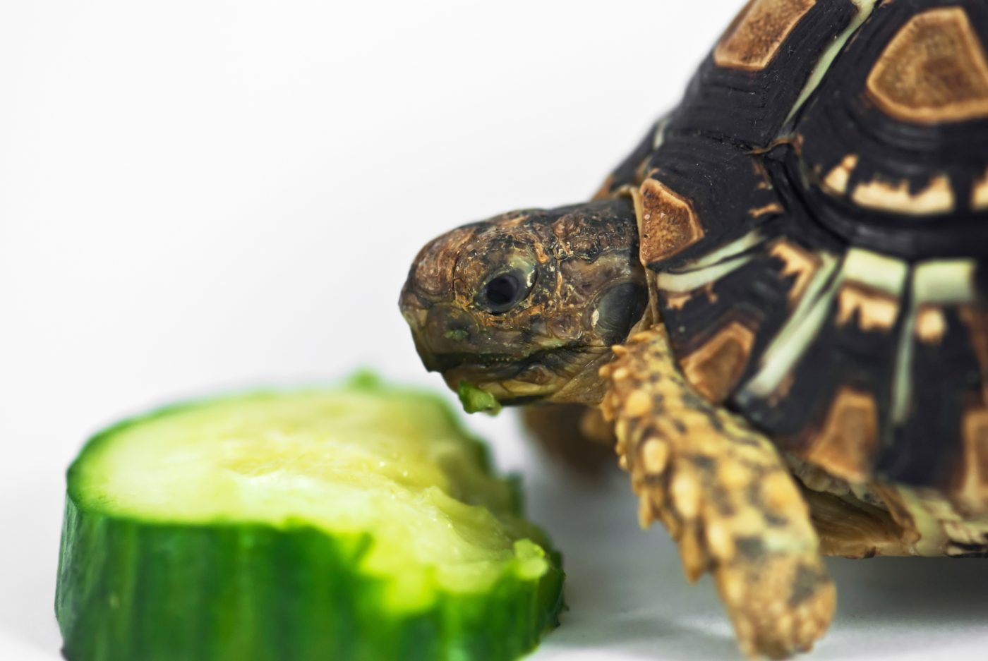 Can Box Turtles Eat Cucumbers? MyPetCareJoy