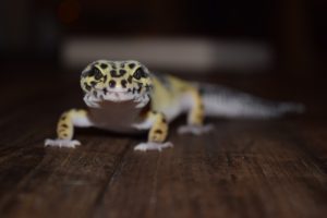 Can Leopard Geckos See In The-Dark