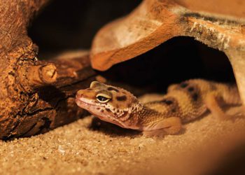 Can Leopard Geckos See In The Dark