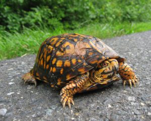 Common Box turtle