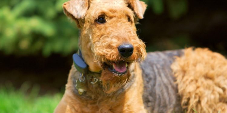 Dog Crates For Airedale Terriers