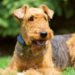 Dog Crates For Airedale Terriers