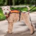 Dog Harnesses For Airedale Terrier