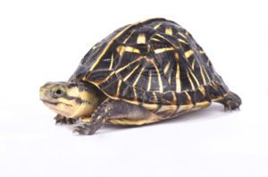 Florida Box Turtle